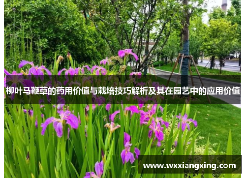 柳叶马鞭草的药用价值与栽培技巧解析及其在园艺中的应用价值